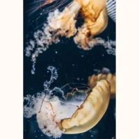 عروس دریایی مدل 1